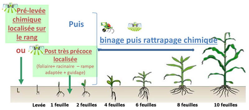 Deuxième stratégie possible pour le désherbage mixte