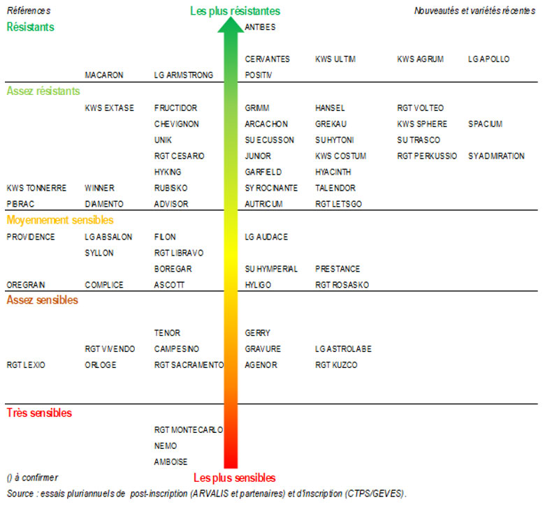 Echelle de résistance des variétés de blé tendre à la rouille jaune