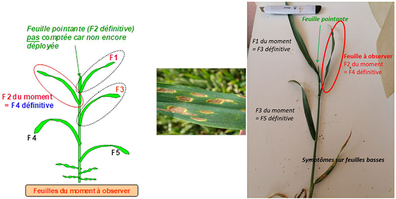 Observation des feuilles sur une variété de blé Chevignon, à Saint-Hilaire-en-Woëvre (55) le 25 avril 2022