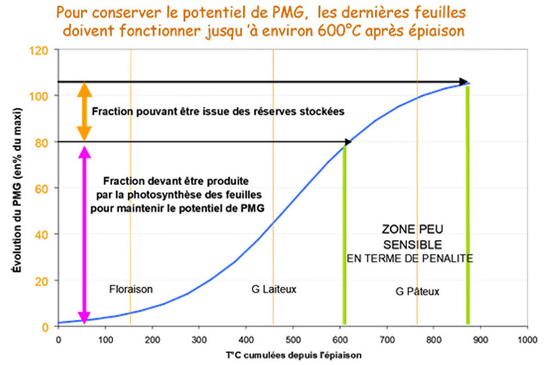 Evolution du PMG en fonction des températures (T°C) cumulées depuis l’épiaison