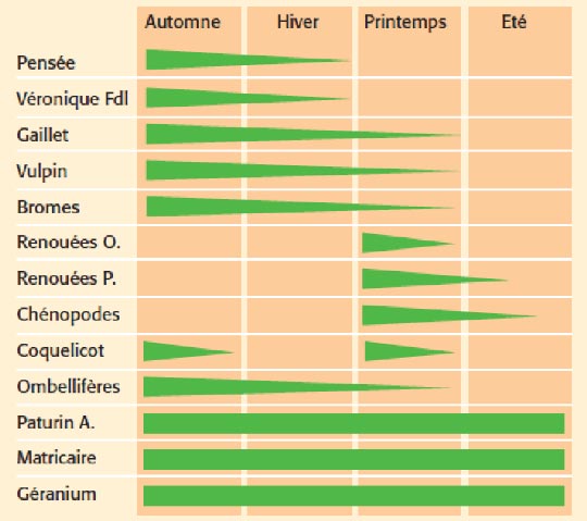 Période préférentielle de levée des adventices