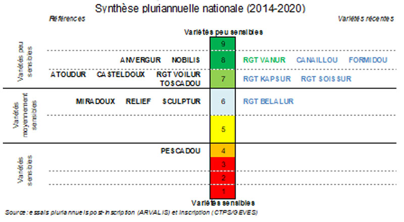 Echelle de résistance des variétés de blé dur à la rouille jaune