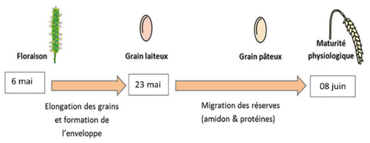 Dates repères du remplissage des blés pour la récolte 2022 (Auch, semis du 25 octobre)