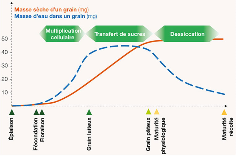 Evolution de la teneur en eau et de la teneur en matière sèche au fil des étapes de croissance entre épiaison et dessication pour la formation du grain de blé