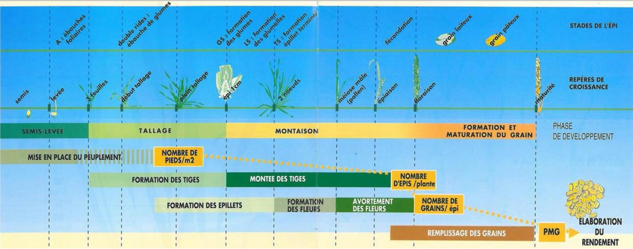 Schéma d’élaboration du rendement du blé tendre d’hiver en fonction des stades phénologiques