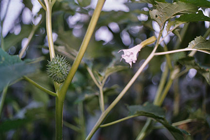 Fleur et fruit contenant jusqu'à 500 graines