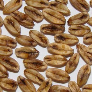 Grains mouchetés