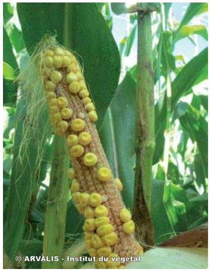 La présence d’épis lacuneux après le stade limite d’avortement des grains révèlent un défaut de fécondation au moment de la floraison.