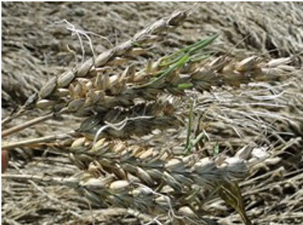 Germination sur pied pour des épis au contact du sol