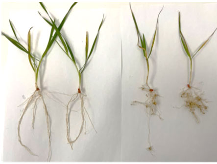 Plantes saines (à gauche) et infestées (à droite) - Lauragais