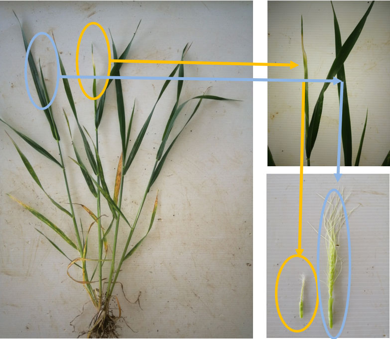 Observation faite sur un blé dur très précoce semé le 28 octobre