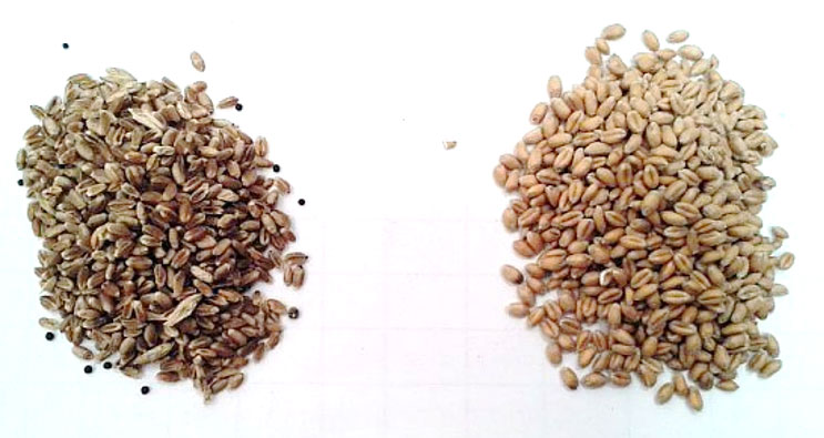 A droite, grains PS normal, à gauche, grains à PS faible.