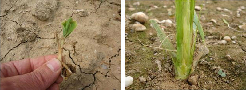 Exemple de plants de maïs touchés mais qui vont repartir