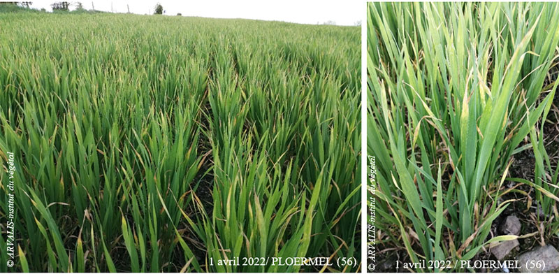 taches physiologiques localisées sur les feuilles du haut sur blé