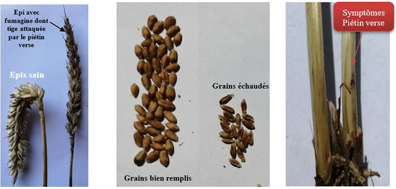 Les photos illustrent un cas de cause de fumagine sur deux épis d’une même plante