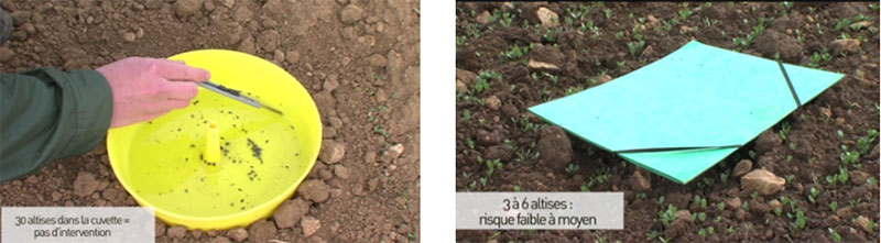 La cuvette jaune pour déterminer le début d'activité des altises et la feuille A4 verte pour suivre les dynamiques de populations sur la parcelle.