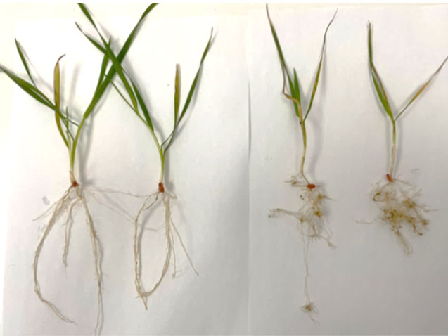 Plantes saines (à gauche) et infestées (à droite), Lauragais – 2 février 2021