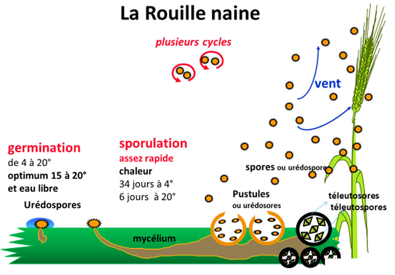 Cycle de la rouille naine