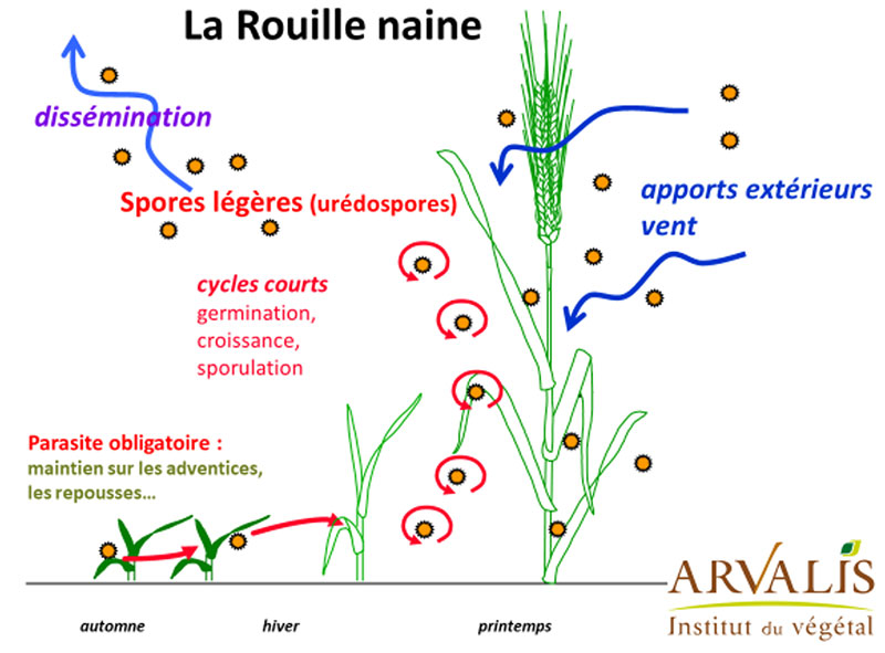 Eléments de biologie de la rouille naine