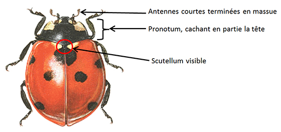 Coccinelle : définition et explications