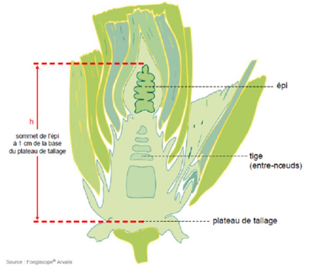 Comment observer le stade épi 1 cm 