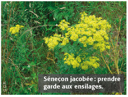 Seneçon jacobée