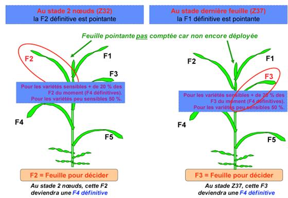 seuils de declenchement de traitement de la septoriose sur ble tendre