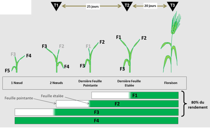 Positionnement des T1, T2 et T3