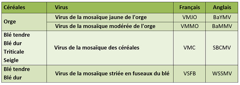 Virus des mosaïques les plus fréquents sur céréales à paille