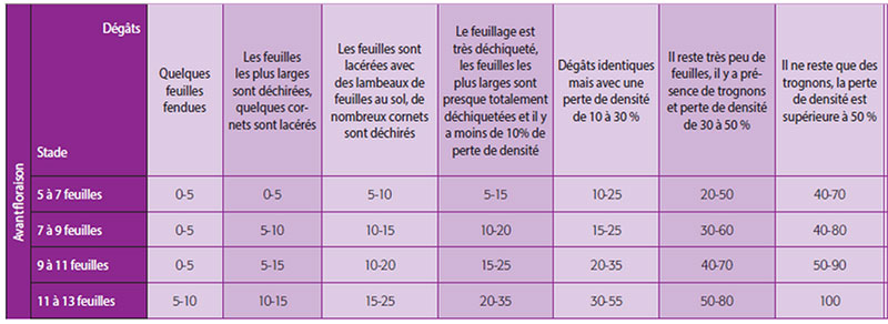 Incidence de la grêle sur maïs avec estimation des pertes en % du potentiel de rendement en fonction du stade de la culture et des dégâts observés