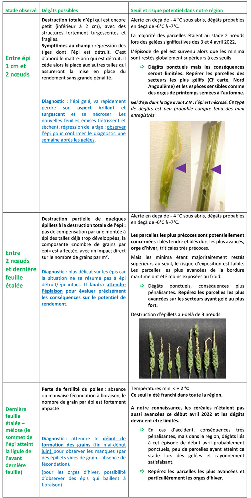 Risques possibles selon le stade de la céréale et l’intensité du gel