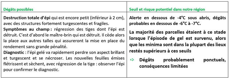 Céréales entre épi 1 cm et 2 nœuds : concerne la plupart des parcelles de la région