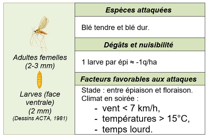 Quelques informations sur les cécidomyies orange des fleurs du blé (Sitodiplosis mosellana)