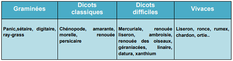 Classification de la flore adventice