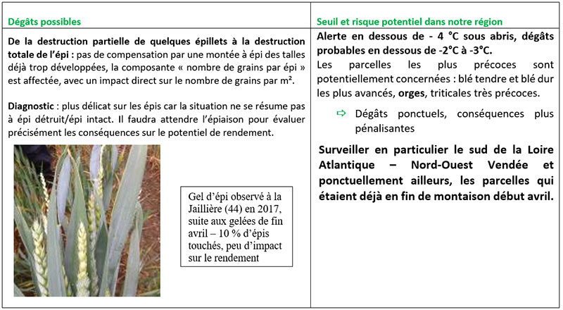 Entre 2 nœuds et dernière feuille étalée : parcelles les plus précoces de la région