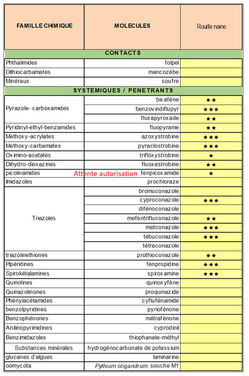 Efficacité des substances actives sur rouille naine