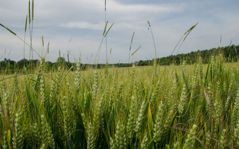 Parcelle de blé tendre, épis verts immatures - infestation : vulpin, ray grass, brome stérile