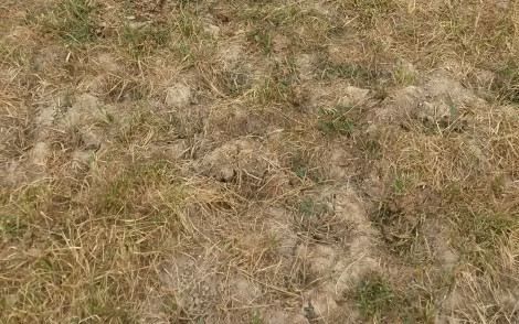 prairies grillées