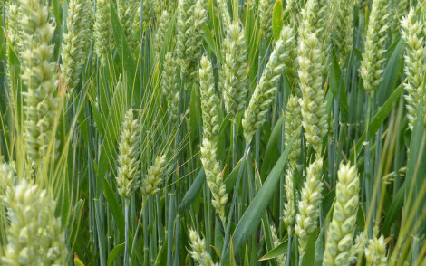 Epis de blé 