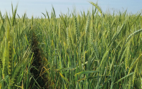 Mélanges de variétés de blé tendre au banc d'essais