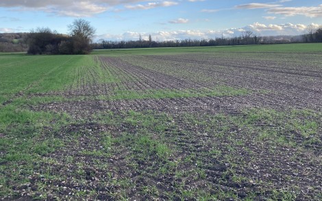 Symptômes de phytotoxicité sur blé