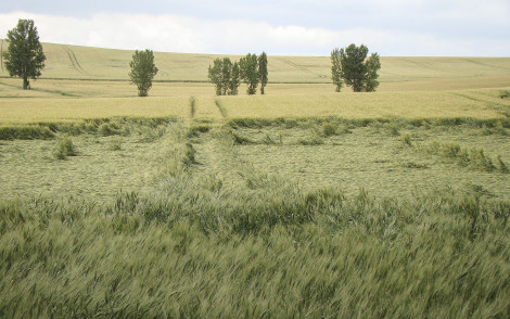 La verse : origine, prévention et impacts