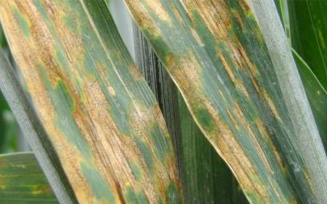 Note commune ARVALIS / ANSES / INRAE résistances aux fongicides