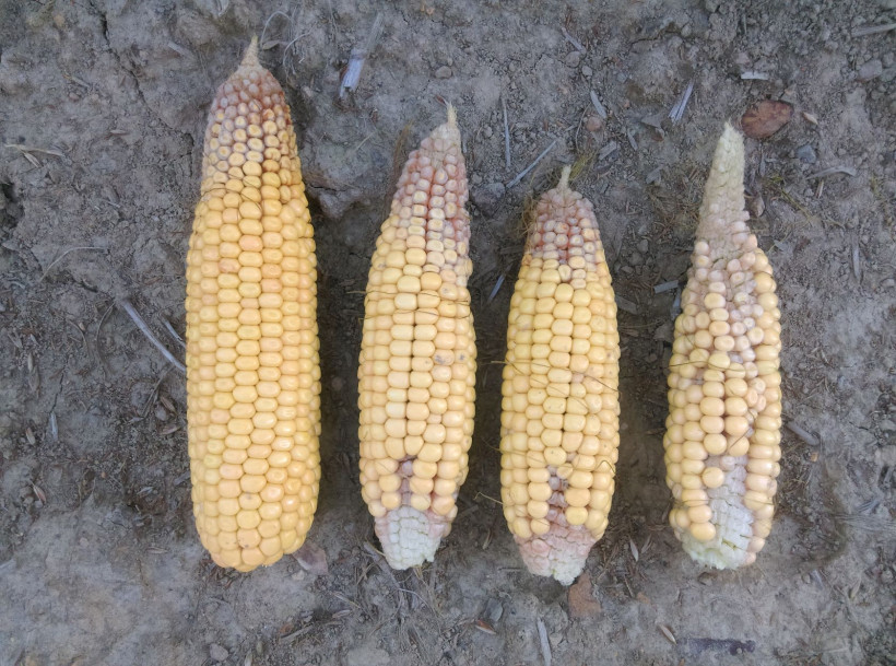 Photo MF plus de 1500 grains par m²