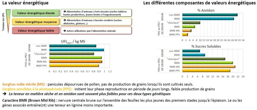Figure 1 : Valorisation des variétés de sorghos fourragers monocoupes selon leur profil énergétique