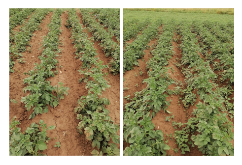 Figure 2 : Comparaison de l’efficacité sur pommes de terre d’un désherbage 100 % mécanique (à gauche) et d’un désherbage chimique de prélevée associant trois matières actives (à droite) - essai ARVALIS réalisé à Boigneville (91) en 2023