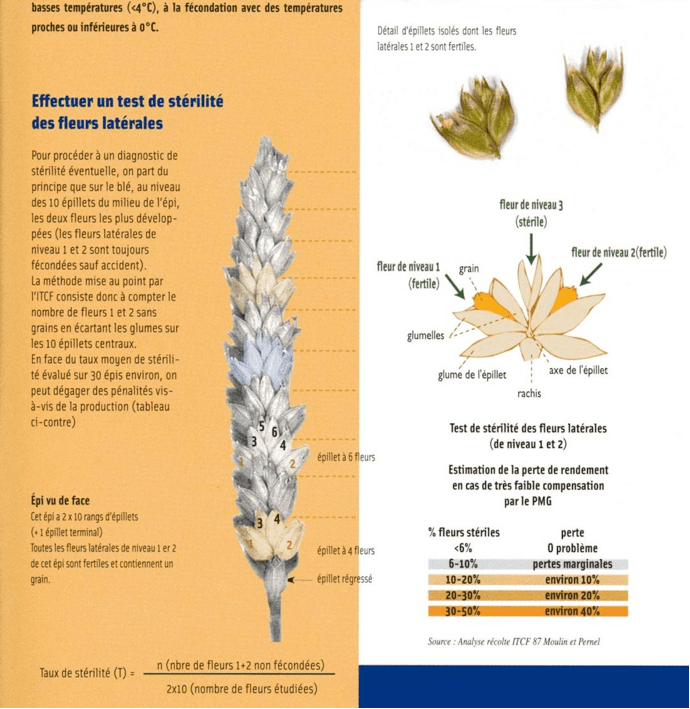 Figure 1 : Test de stérilité des épis