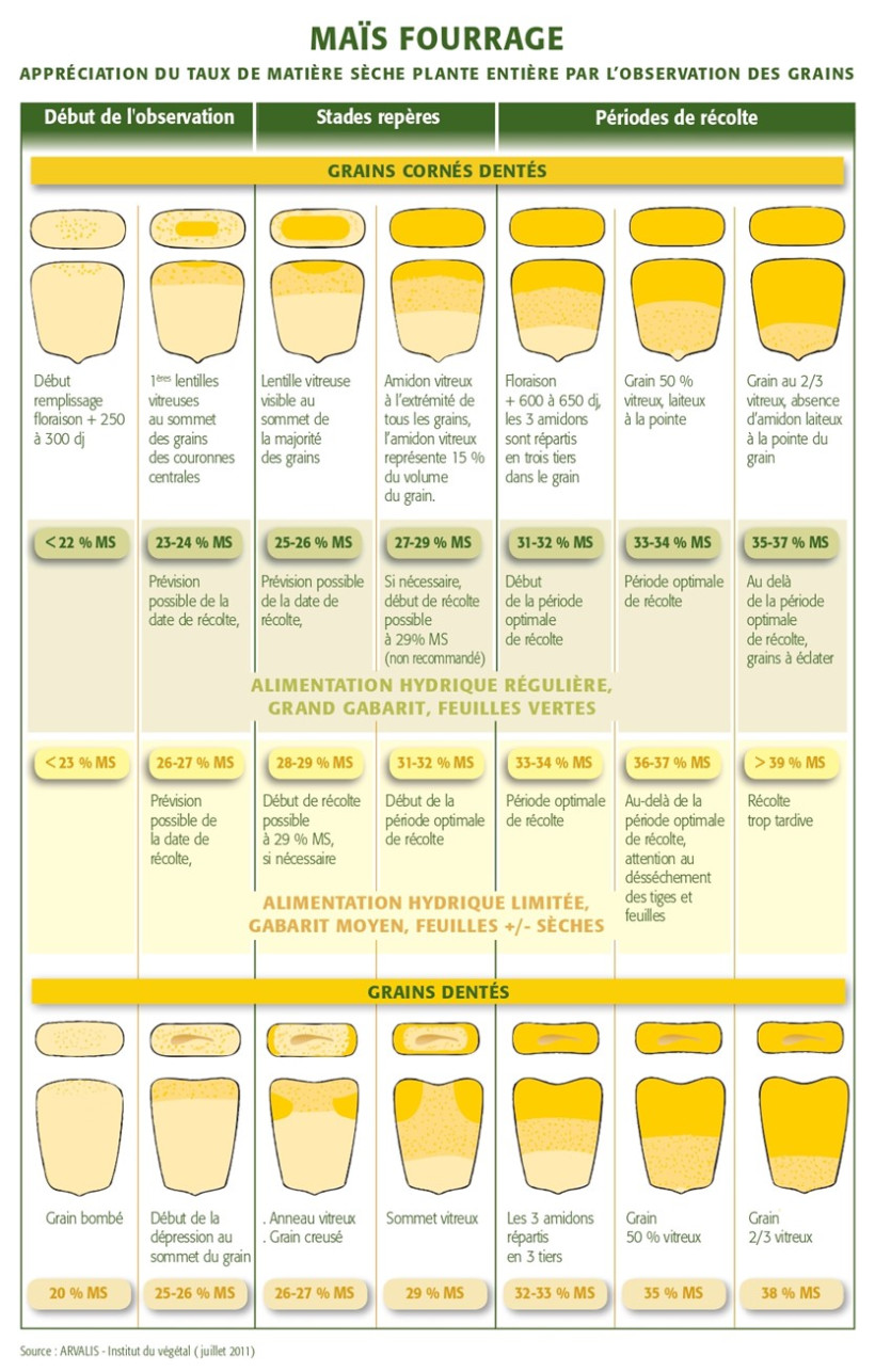 Grille de lecture du taux de matière sèche par l'observation des grains de maïs fourrage