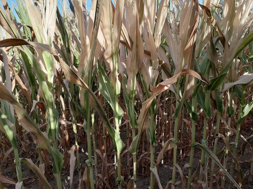 PHOTO MF moins de 5 feuilles vertes