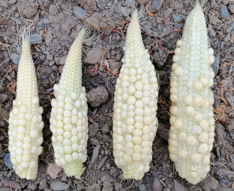 Photo MF moins de 500 grains par m²